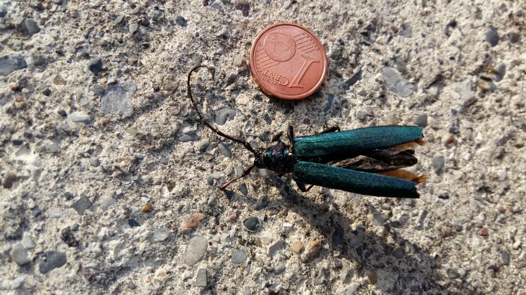 Cerambycidae:  Aromia moschata, maschio